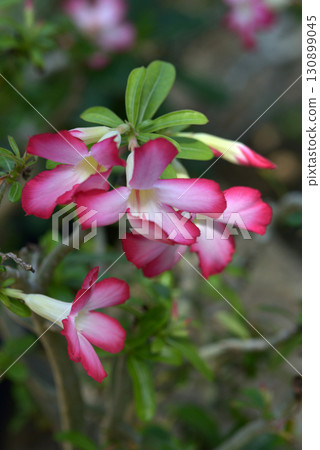 Adenium · obesum Adenium · obesum 130899045