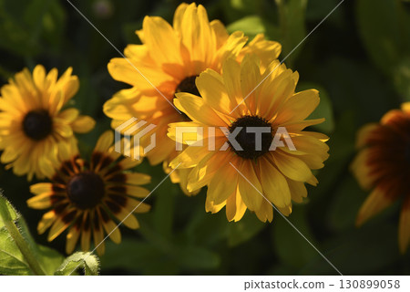 Yellow rudbeckia flowers during the day. Large flowers in the summer garden. Summer yellow flowers. Yellow rudbeckia flowers during the day. Large flowers in the summer garden. Summer yellow flowers. 130899058
