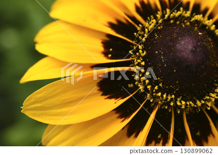 Yellow rudbeckia flower. large flowers in the garden. Summer yellow flowers. Yellow rudbeckia flower. large flowers in the garden. Summer yellow flowers. 130899062
