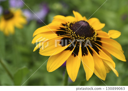 Yellow rudbeckia flower. large flowers in the garden. Summer yellow flowers. Yellow rudbeckia flower. large flowers in the garden. Summer yellow flowers. 130899063