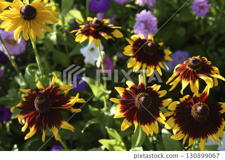 Yellow rudbeckia flowers during the day. Large flowers in the summer garden. Summer yellow flowers. Yellow rudbeckia flowers during the day. Large flowers in the summer garden. Summer yellow flowers. 130899067