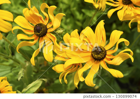 Yellow rudbeckia flowers during the day. Large flowers in the summer garden. Summer yellow flowers. 130899074