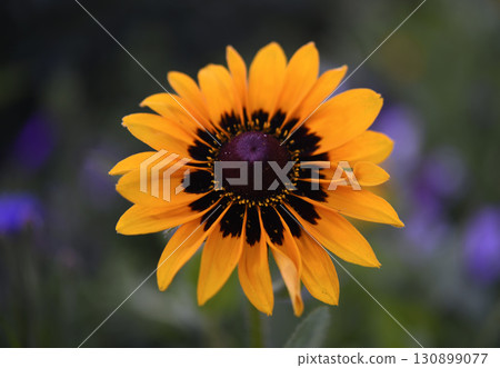 Yellow rudbeckia flower. large flowers in the garden. Summer yellow flowers. 130899077