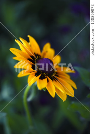 Yellow rudbeckia flower. large flowers in the garden. Summer yellow flowers. Yellow rudbeckia flower. large flowers in the garden. Summer yellow flowers. 130899078