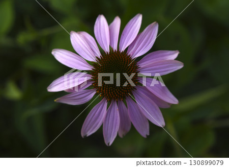 Yellow rudbeckia flower. large flowers in the garden. Summer yellow flowers. Yellow rudbeckia flower. large flowers in the garden. Summer yellow flowers. 130899079
