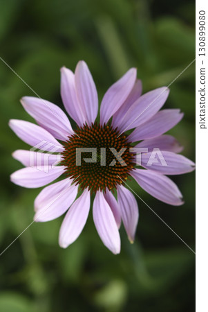Yellow rudbeckia flower. large flowers in the garden. Summer yellow flowers. Yellow rudbeckia flower. large flowers in the garden. Summer yellow flowers. 130899080