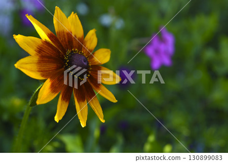 Yellow rudbeckia flower. large flowers in the garden. Summer yellow flowers. 130899083