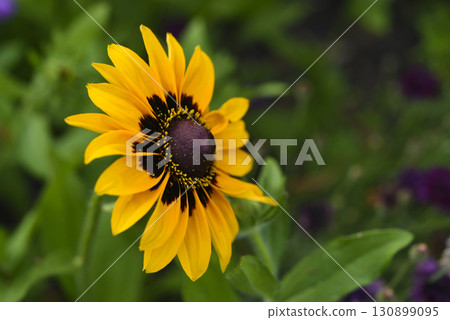 Yellow rudbeckia flower. large flowers in the garden. Summer yellow flowers. Yellow rudbeckia flower. large flowers in the garden. Summer yellow flowers. 130899095
