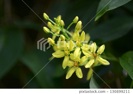 崔斯特拉忒亞 130899211