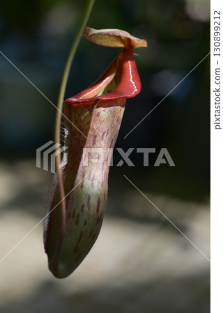 Nepenthes Immobile Coto 130899212