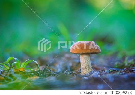 A Lone Orange Birch Bolete in the Forest 130899258