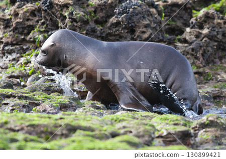 Sea Lion baby, Peninsula Valdes, Unesco World Heritage Site,Patagonia, Argentina 130899421