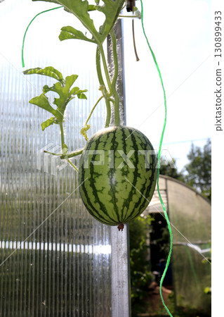 striped light watermelon fruit ripens in a greenhouse against the background of an open door 130899433