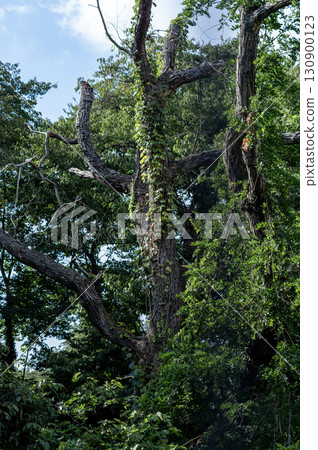 A forest of ancient trees enveloped in lush greenery 130900123