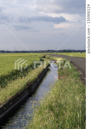 傍晚的稻田和灌溉渠 傍晚的稻田和灌溉渠 130900124