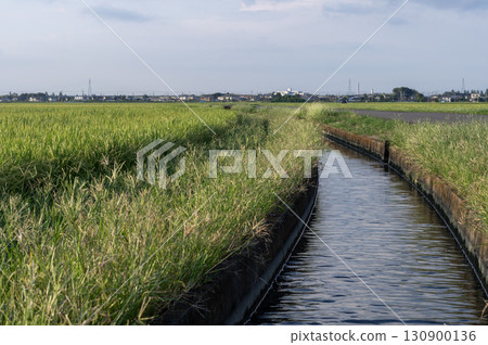 傍晚的稻田和灌溉渠 130900136