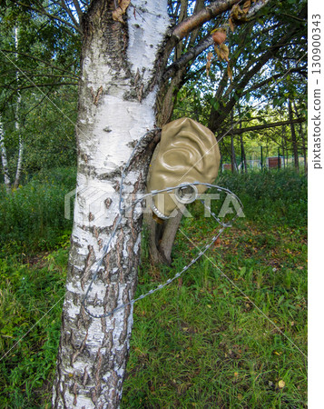 Barbed wire and gas mask on a birch tree trunk. 130900343