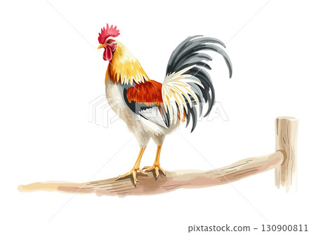 Watercolor vector illustration a rooster. 130900811