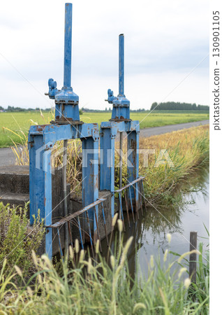 A landscape with rice fields, irrigation channels and old water gates 130901105
