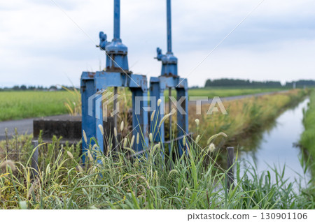 Green foxtail growing in a rice field 130901106