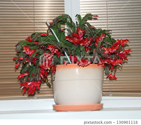 Beautiful red flowers of Schlumbergera blooming on windowsill. Room decoration 130901118
