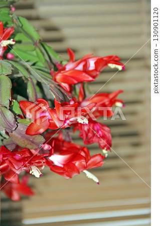 Beautiful red flowers of Schlumbergera blooming on windowsill. Room decoration 130901120