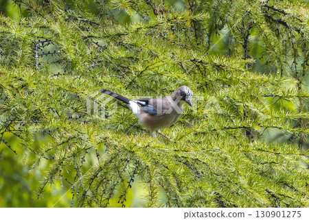A jay perched on a larch branch A jay perched on a larch branch 130901275