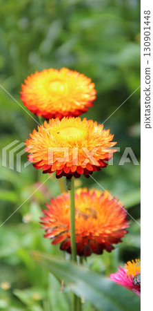 Flowers of Xerochrysum bracteatum blossoming in row on flowerbed Flowers of Xerochrysum bracteatum blossoming in row on flowerbed 130901448