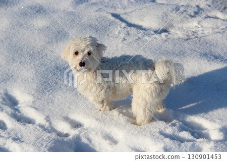 Cute Maltipoo dog playing outdoors in winter. Maltipoo dog stands on the snow 130901453