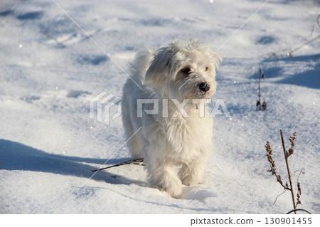 Cute Maltipoo dog playing outdoors in winter. Maltipoo dog stands on the snow Cute Maltipoo dog playing outdoors in winter. Maltipoo dog stands on the snow 130901455