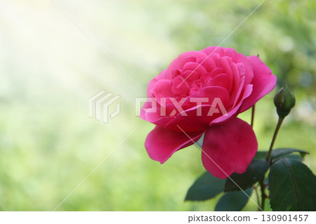 Red rose in garden in sunlights on blurry green background. Copy space 130901457