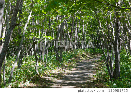 Promenade surrounded by fresh greenery 130901725