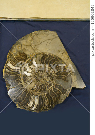 8237 Ammonite 8237 Ammonite 130901843