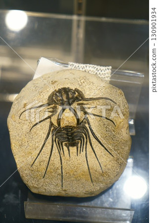 8236 三葉蟲 130901934