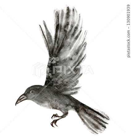 Black crow watercolor drawing with wings extended. Wild bird in flight isolated on white, symbol for gothic art, tattoo, emblem, nature, ornithology, graphic design and Halloween illustration. Black crow watercolor drawing with wings extended. Wild bird in flight isolated on white, symbol for gothic art, tattoo, emblem, nature, ornithology, graphic design and Halloween illustration. 130901939