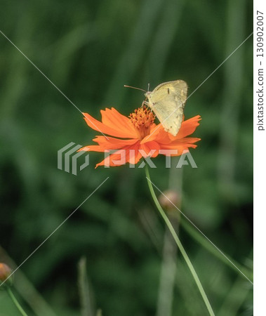 藍天與波斯菊的秋季景觀 藍天與波斯菊的秋季景觀 130902007