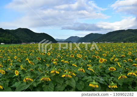 兵庫縣的向日葵 向日葵田 向日葵田 130902282