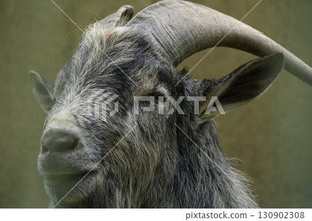 黑山羊 130902308