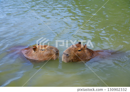 Funny capybaras having bath, relaxing in the water near a grassy lakeshore in Brazil, South America. Peaceful wildlife scene with a semi-aquatic mammal animal and largest rodent in its natural habitat 130902332