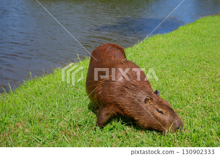 Capybara grazing on green grass by a lake in a suburban Brazilian neighbourhood. Tranquil wildlife moment in urban environment, blending nature and city life in harmony with tropical animals. 130902333