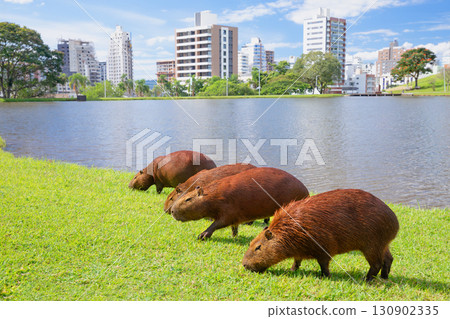 Group of capybaras grazing on green grass by lake with streets buildings in background. This striking contrast between wildlife and cityscape illustrates peaceful urban coexistence and Brazil cities 130902335