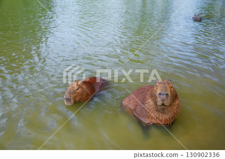 Funny capybaras having bath, relaxing in the water near a grassy lakeshore in Brazil, South America. Peaceful wildlife scene with a semi-aquatic mammal animal and largest rodent in its natural habitat Funny capybaras having bath, relaxing in the water near a grassy lakeshore in Brazil, South America. Peaceful wildlife scene with a semi-aquatic mammal animal and largest rodent in its natural habitat 130902336