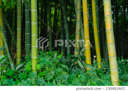 竹林 竹林 130902401