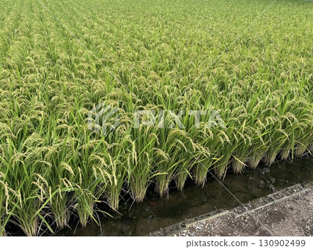 結果的水稻穗 130902499