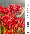 red spider lily 130902740