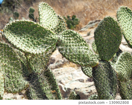 墨西哥薩卡特卡斯州郊區布法山上野生的仙人掌 墨西哥薩卡特卡斯州郊區布法山上野生的仙人掌 130902808