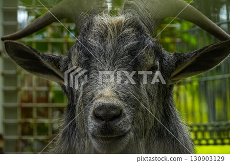 黑山羊 130903129