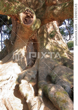 Jakushin-san Camphor Tree, a natural monument designated by Kumamoto Prefecture Jakushin-san Camphor Tree, a natural monument designated by Kumamoto Prefecture 130903143