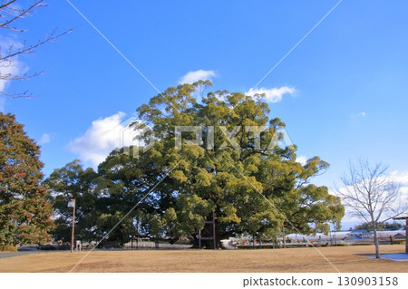 熊本縣指定天然紀念物若心山樟樹 130903158