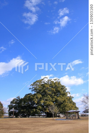熊本縣指定天然紀念物若心山樟樹 熊本縣指定天然紀念物若心山樟樹 130903160